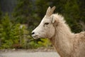 White furry goat with brown eyes and short horns