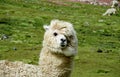 White furry lama portrait on the green meadow