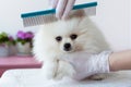 A white furry Pomeranian pup is combed by a grummer with a blue comb with hands in medical gloves, the pup is turned in