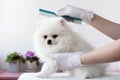 A white furry Pomeranian pup is combed by a grummer with a blue comb in medical gloves, the pup looks at the camera
