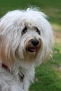 White furry tiver dog with long white hair Royalty Free Stock Photo