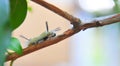 White Fuzzy Caterpillar with Black Tufts Royalty Free Stock Photo