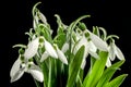 White Galanthus flowers on a black background