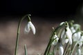 White Galanthus Flowers