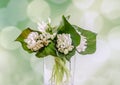 White Galanthus flowers, bouquet, floral arrangement (snowdrop, milk flower), green bokeh background, close up Royalty Free Stock Photo