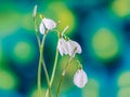 White Galanthus flowers (snowdrop, milk flower), green degradee background, close up.In romanian know as Ghiocei Royalty Free Stock Photo