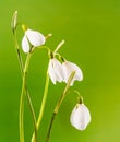 White Galanthus flowers (snowdrop, milk flower), yellow degradee background, close up. Royalty Free Stock Photo