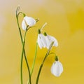 White Galanthus flowers (snowdrop, milk flower), yellow degradee background, close up. Royalty Free Stock Photo