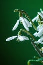 White Galanthus nivalis flowers (snowdrop, milk flower) with water drops on green background, close up.