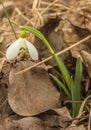 White Galanthus snowdrops in garden