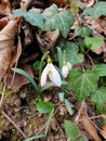 white Galanthus at spring forest - snowdrop