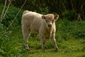 White Galloway calf in nature