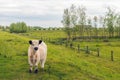 White galloway calf with a thick coat standing on top of a