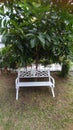 white garden chairs under shady trees