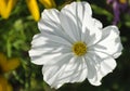 White garden cosmos Royalty Free Stock Photo