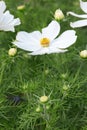 White garden cosmos flower, Cosmos bipinnatus Royalty Free Stock Photo