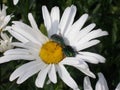 White garden daisies