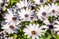 White garden flower Arctotis with blurry background Royalty Free Stock Photo