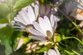 White garden flower Arctotis with blurry background Royalty Free Stock Photo