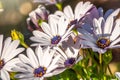 White garden flower Arctotis with blurry background Royalty Free Stock Photo