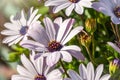 White garden flower Arctotis with blurry background Royalty Free Stock Photo