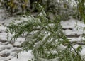 The first snow fell in the fall. Snow lies on green and yellow leaves. Snowfall and winter. Royalty Free Stock Photo