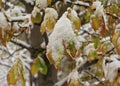 The first snow fell in the fall. Snow lies on green and yellow leaves. Snowfall and winter. Royalty Free Stock Photo