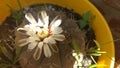 White garden flower of a cactus
