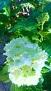 White Garden Flower Closeup. Nature Virtical Backgrounds. Leaves