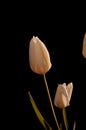 White garden flowers growing against a black background. Closeup of didiers tulip from the tulipa gesneriana species Royalty Free Stock Photo