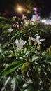 White garden flowers look very beautiful at night