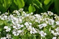 White garden flowers violets gloriole in the spring Royalty Free Stock Photo