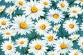 White garden nature wallpaper background spring flower floral summer plant chamomile Royalty Free Stock Photo
