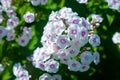 White garden phlox. Large inflorescences of phlox paniculata. Decorative floral background Royalty Free Stock Photo