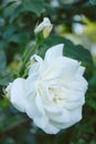 White rose on a dark background, garden fower