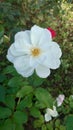 White garden rose in full bloom on a sunny autumn day Royalty Free Stock Photo