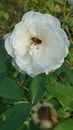 White garden rose in full bloom on a sunny autumn day Royalty Free Stock Photo