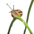 White Garden Snail, also know as the Sand Hill Snail, White Italian Snail Royalty Free Stock Photo