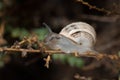 White garden snail. Royalty Free Stock Photo