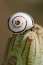 White garden snail Theba pisana on a verode Senecio kleinia.