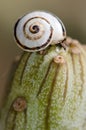 White garden snail Theba pisana on a verode Senecio kleinia.