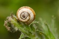 White garden snail.