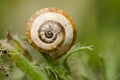 White garden snail.