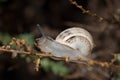 White garden snail. Royalty Free Stock Photo