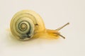 White garden snail Royalty Free Stock Photo