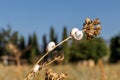 White Garden Snails Theba pisana on dry twig, Provence, Southern France