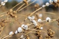 White Garden Snails Theba pisana on dry twig, Provence, Southern France