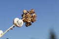 White Garden Snails Theba pisana on dry twig, Provence, Southern France