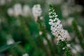 White garden speedwell flowers Veronica longifolia