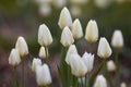 White garden tulips growing in spring. Spring perennial flowering plants grown as ornaments for its beauty and floral